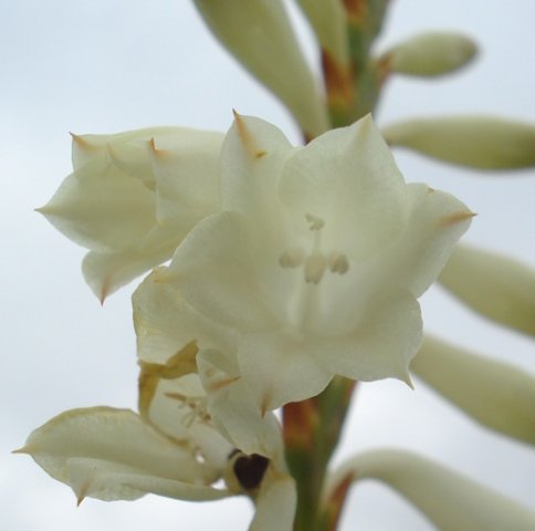 Watsonia watsonioides flowers